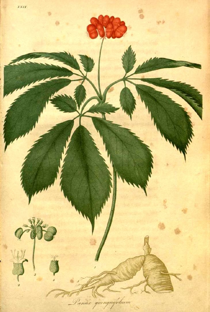 Panax quinquefolius - American Ginseng botanical illustration